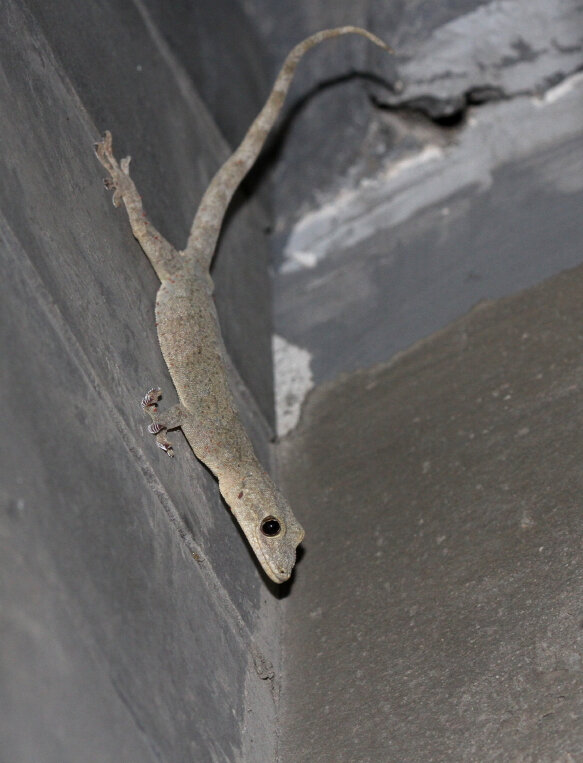 Gekko swinhonis_Baochao Hutong_Pékin_XRu_5