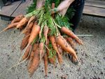 carottes du jardin