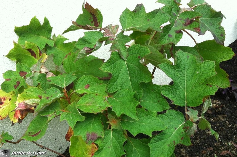 Hydrangea-quercifolia