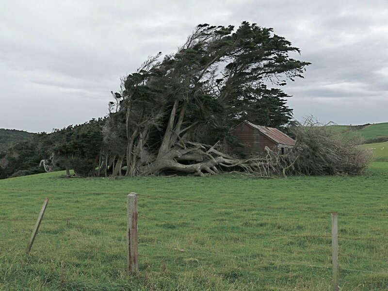 twisted-trees-slope-point-new-zealand-south-island-10
