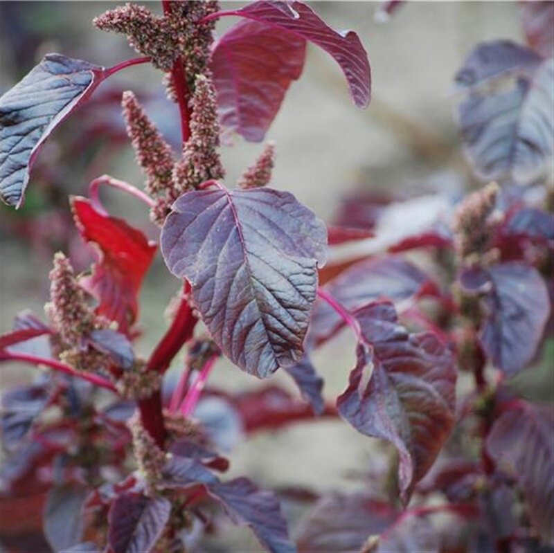 Arroche Rouge