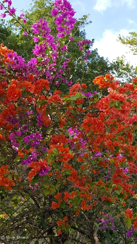 Bougainvilliers 1