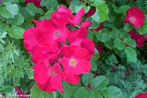 jardins_de_Roquelin_79