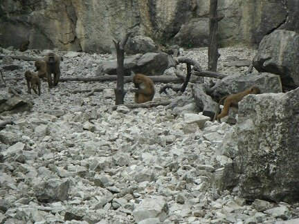 les petits singes citadelle besançon