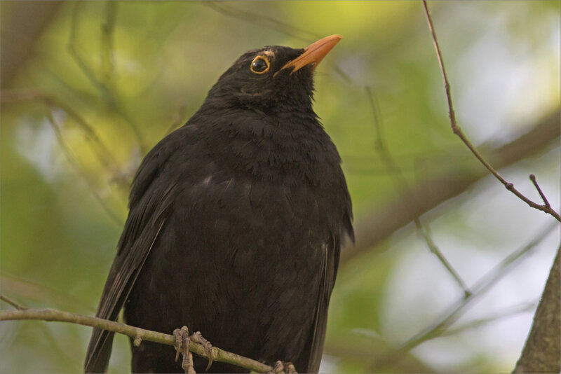 Oiseau merle 8 210421