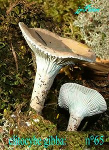 clitocybe_gibba_n_65