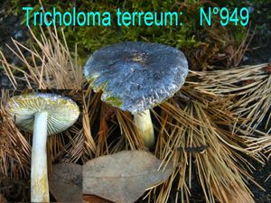 Tricholoma terreum