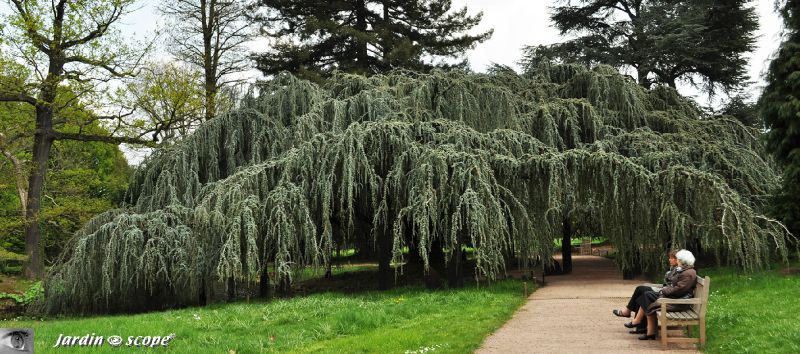 Cèdre bleu pleureur • Cedrus libani ssp. atlantica 'Glauca Pendu