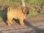 Le Sharpei