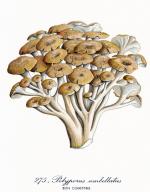 Grifola umbellata RNA 275