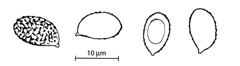 Tassi 237 fig_0001