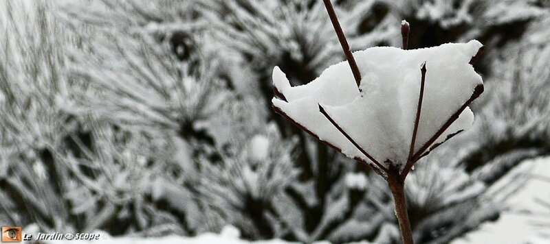 Branche-neige