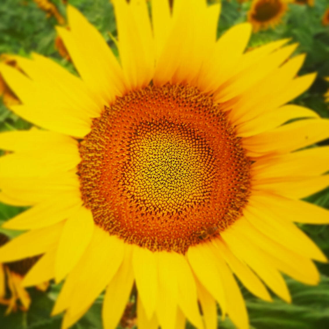 Balleray, tournesol en plein coeur, insta (58)