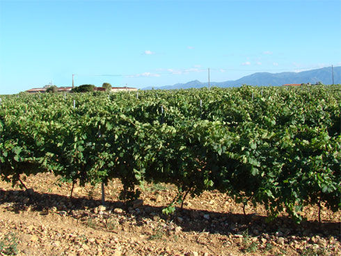 vignes2