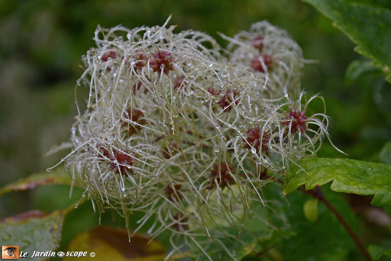 La beauté d'une clématite se prolonge au delà de la floraison