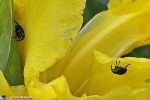 Jardin-François-0044