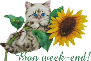 bon_week_end_kri_chat_tournesol