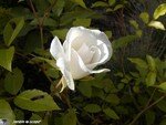 Fee_des_neiges_2