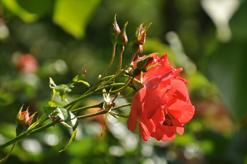 rosa fred loads