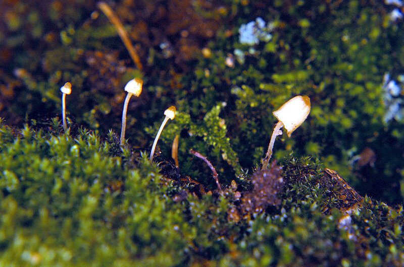 Galerina hypnorum 1993 0823 Jôyama