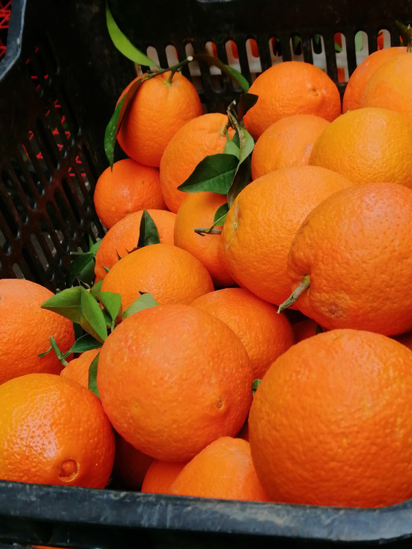 marché de Kipseli oranges