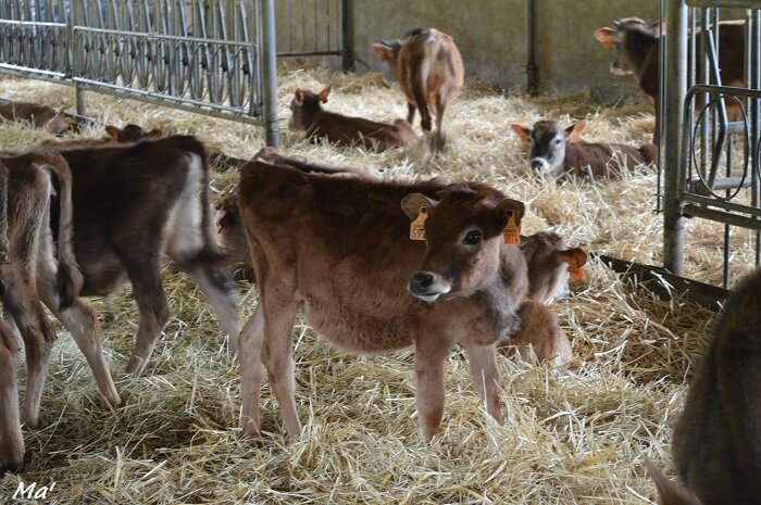 160423_ferme_combes_4