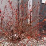 nature 20 mars 2015 AVANT DE PARTIR A LA MER1