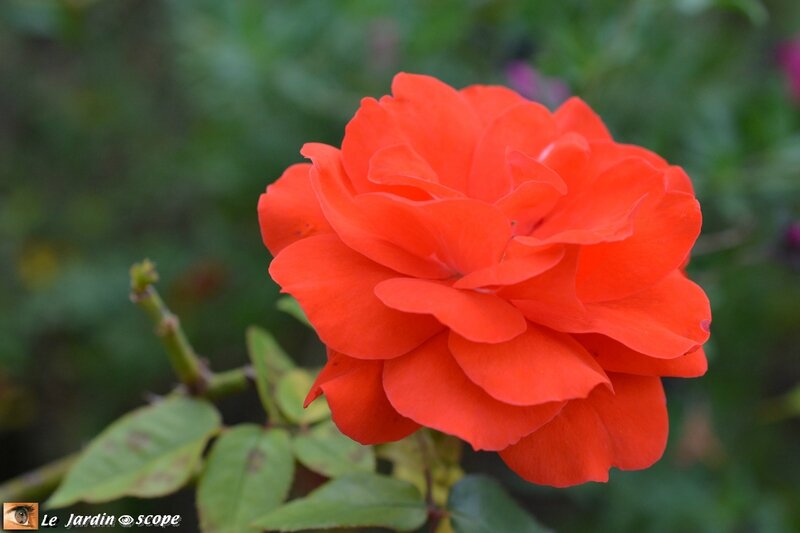 Rose-Plein-soleil