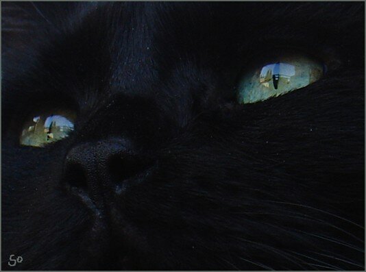 Cats2