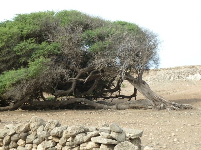 arbre dans le désert