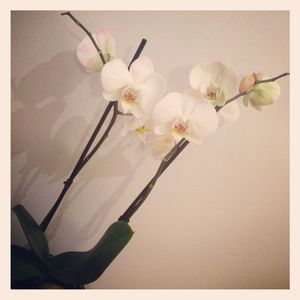 Orchid_e_2013
