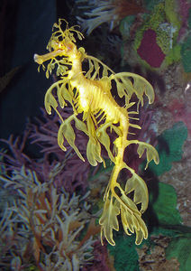 hippofeuille