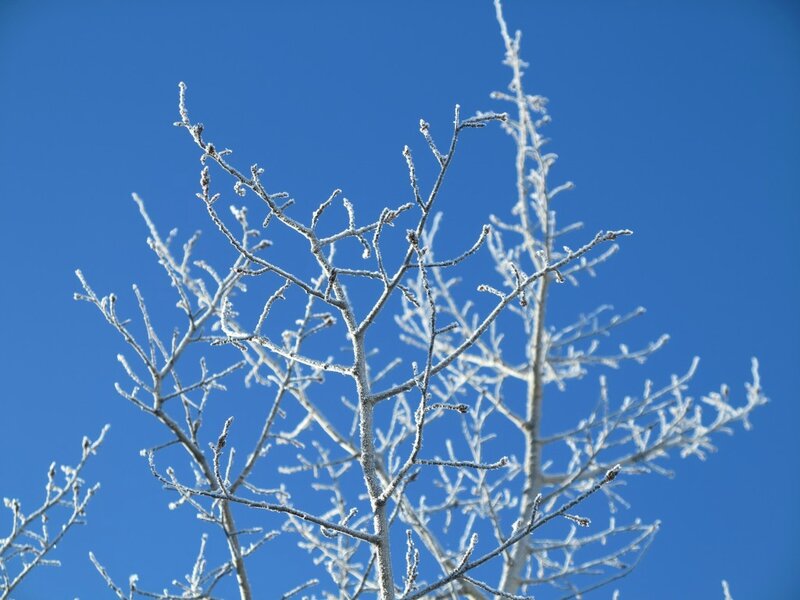 arbre gele