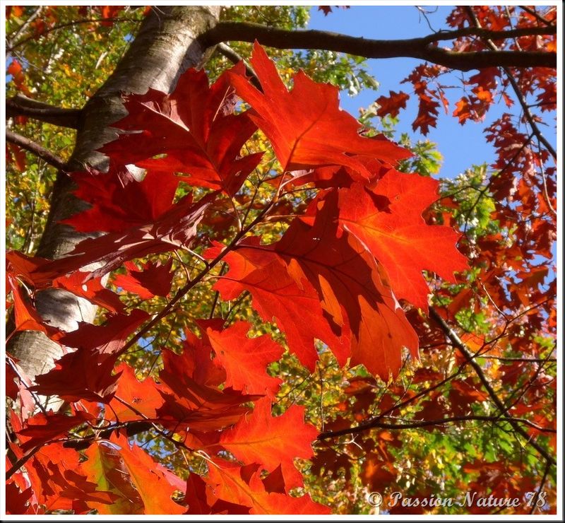 La forêt aux couleurs d'automne (8)