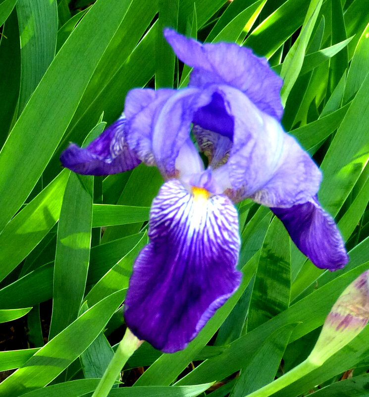 P1800474-1