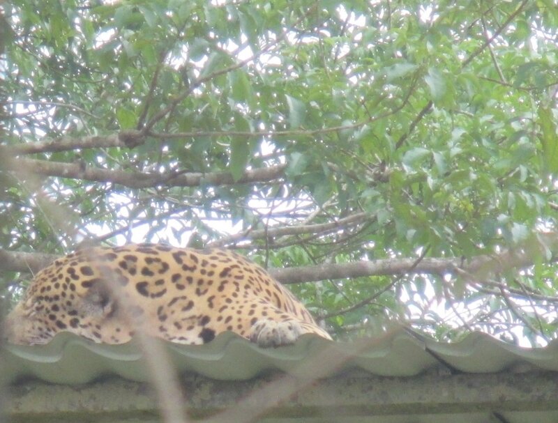 72 Jaguar Zoo de Guyane
