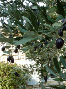 OLIVES_3