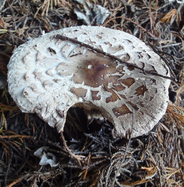 Venenata2