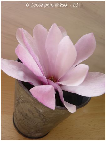 Magnolia_1