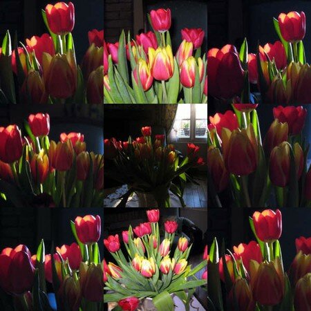 Tulipes_Audomaroise