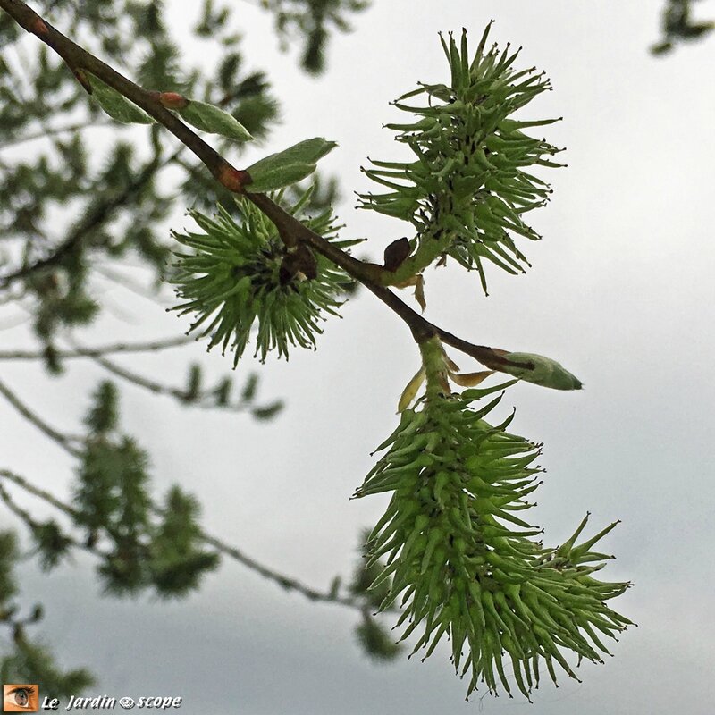 Bourgeons-2