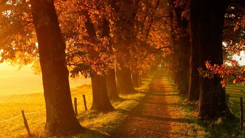 Chemin_automne