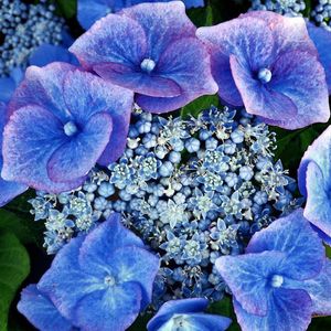 fleur-bleu1