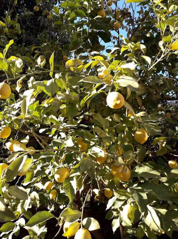 citrons du jardin