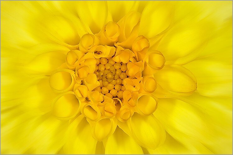 coeur_de_fleur_jaune