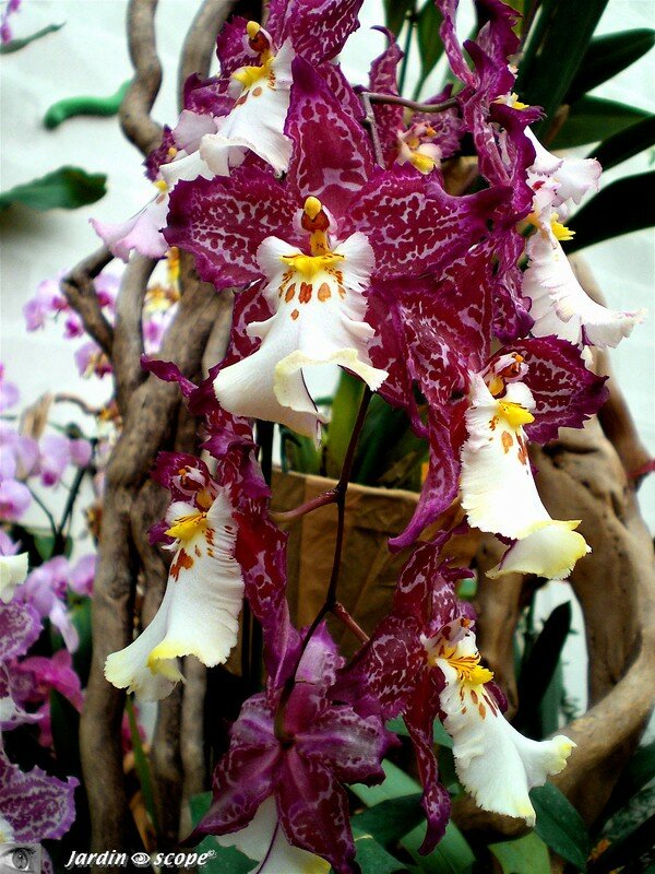 Orchidée 'Brume de Valec tigrinum'