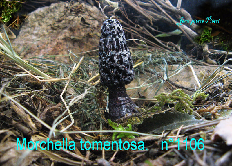 Morchella tomentosa n°1106