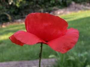 coquelicot__3_