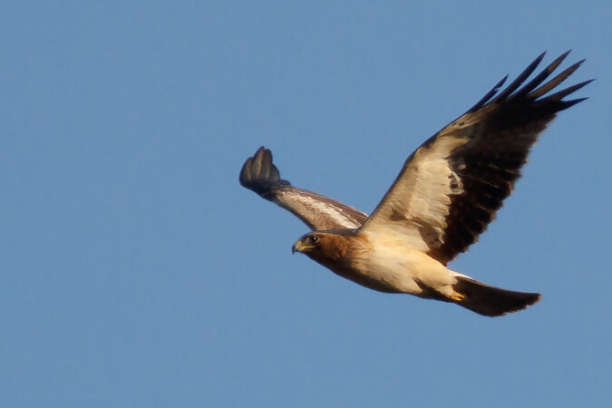 aigle botté2