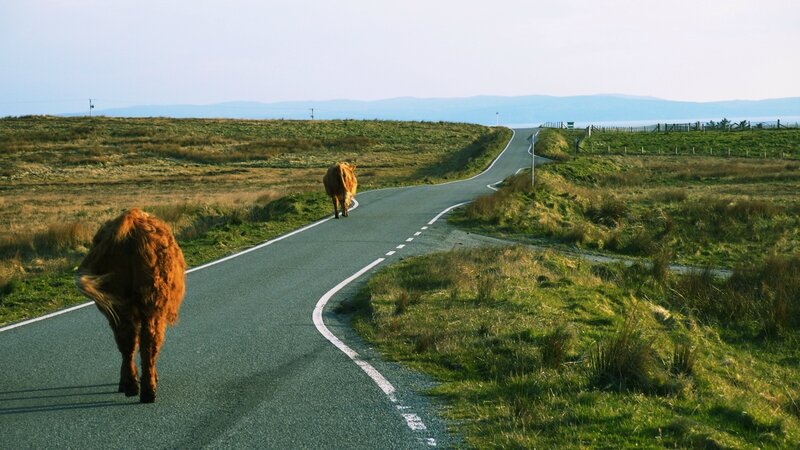 De paisibles vaches, sur la route